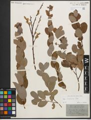 Foto von Salix starkeana Willd.